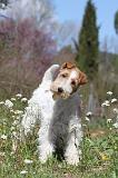 FOX TERRIER 121